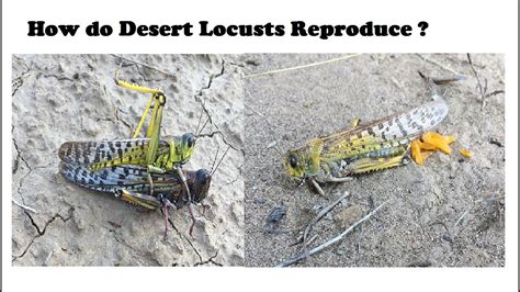 locustpw|how long do locust live.